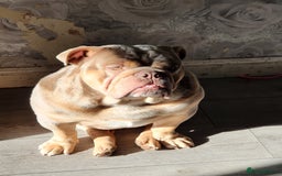 English Bulldog dogs for sale: Rocky  - Image 3