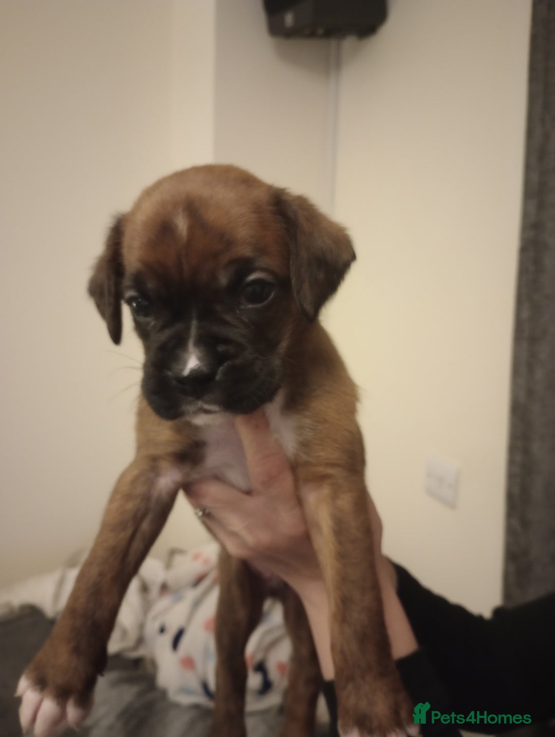 Boxer dogs for sale: Boxer Puppies  - Advert 19