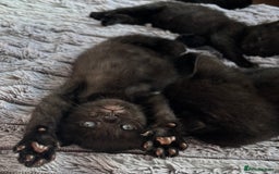 British Shorthair cats for sale: 5 British shorthair kittens  - Image 2