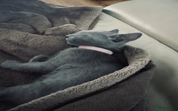 Russian Blue cats for sale: 🩵GCCF Registered Russian Blue kittens 🩵 - Image 13
