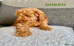 Cockapoo dogs for sale: Beautiful cockpoo boys for sale!! - Image 12