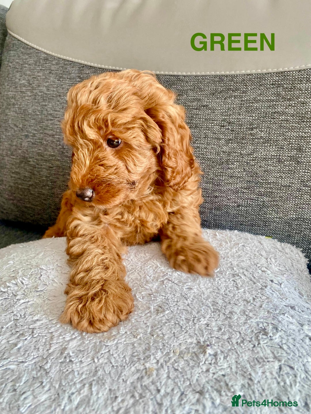 Cockapoo dogs for sale: Beautiful cockpoo boys for sale!! - Image 12