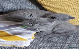 British Shorthair cats for sale: GCCF Registered British Shorthair  - Image 3