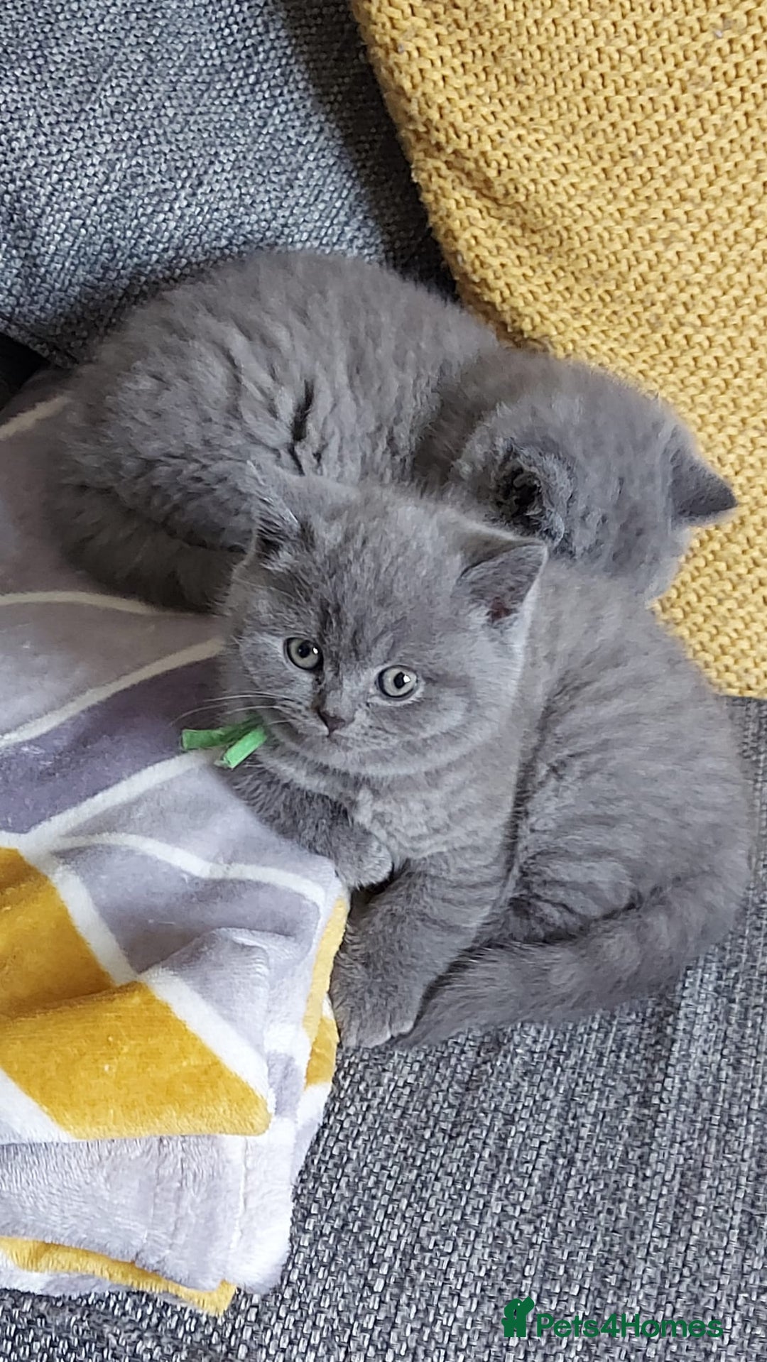 British Shorthair cats for sale: GCCF Registered British Shorthair  - Image 3