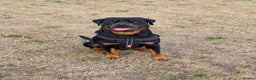 Rottweiler dogs for stud: Rottweiler for STUD only (not for sale/rehoming) - Advert 2