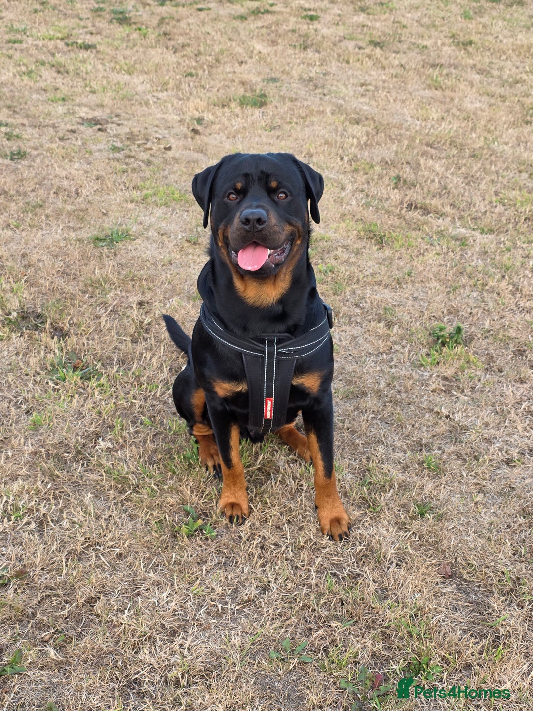 Rottweiler dogs for stud: Rottweiler for STUD only (not for sale/rehoming) - Advert 2
