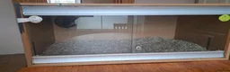 Corn Snake reptiles for sale: Corn snake with vivvarium in Ivybridge - Advert 6