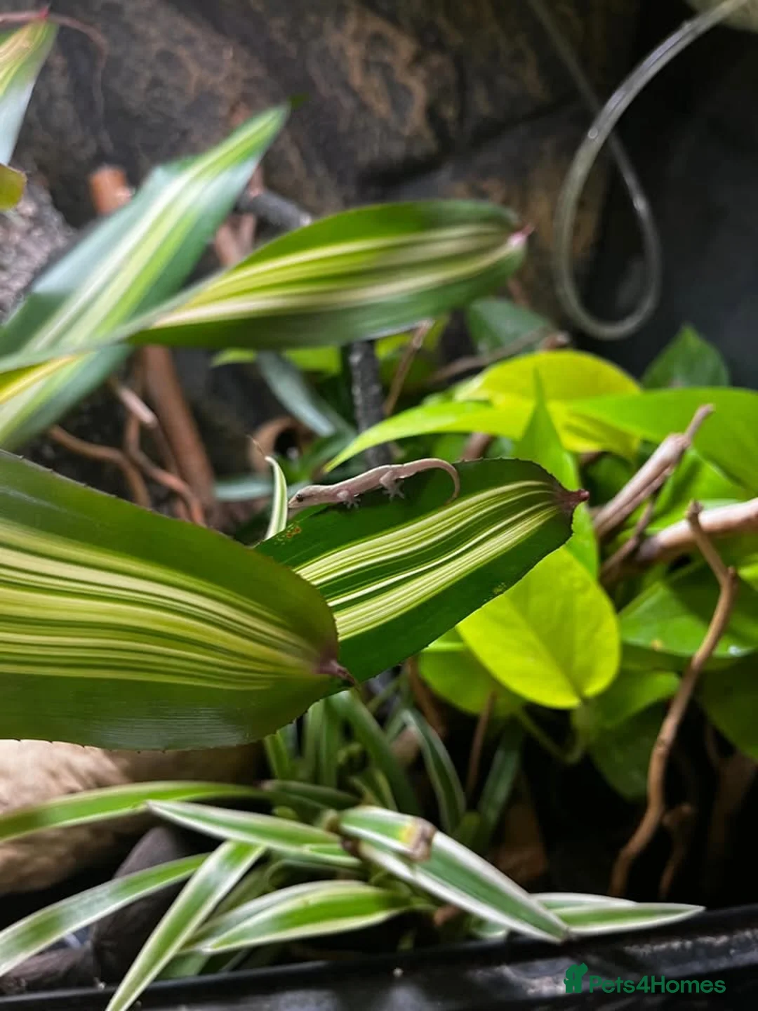 Gecko reptiles for sale: Mourning Gecko Colony - Full Setup in Warwick - Advert 1