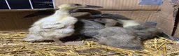 Ducks poultry for sale: Indian runner ducklings for sale in Wellingborough - Advert 2
