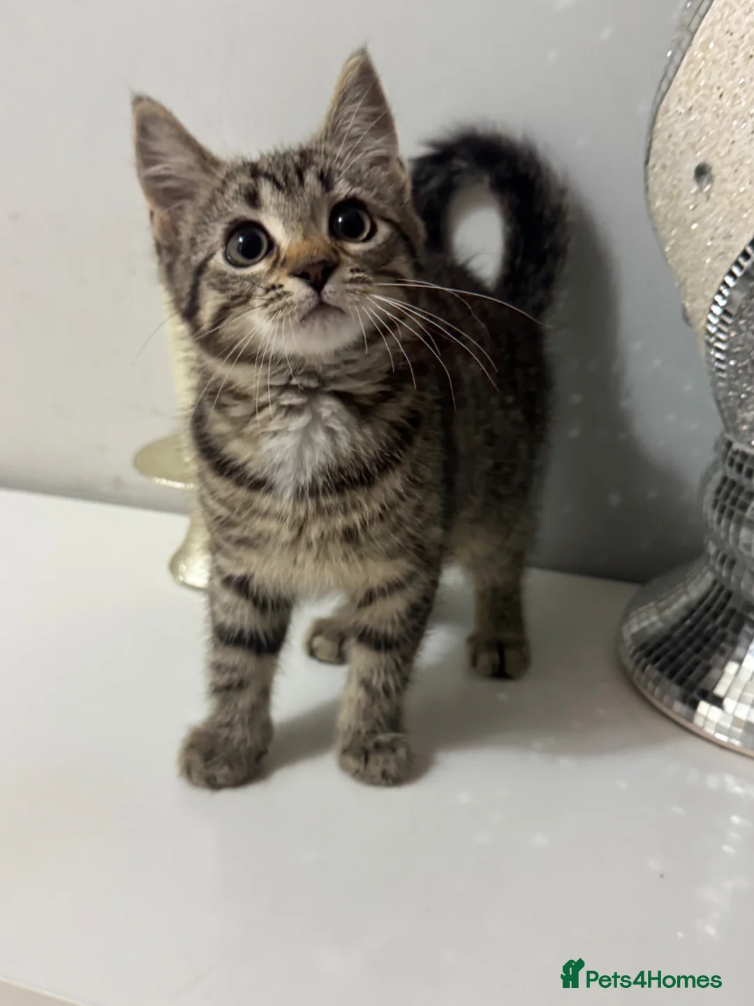 Mixed Breed cats for sale: Kitten female tabby - Advert 1