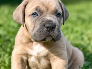 Cane Corso dogs Champion Cane Corso Puppies Health Tested - Advert 13