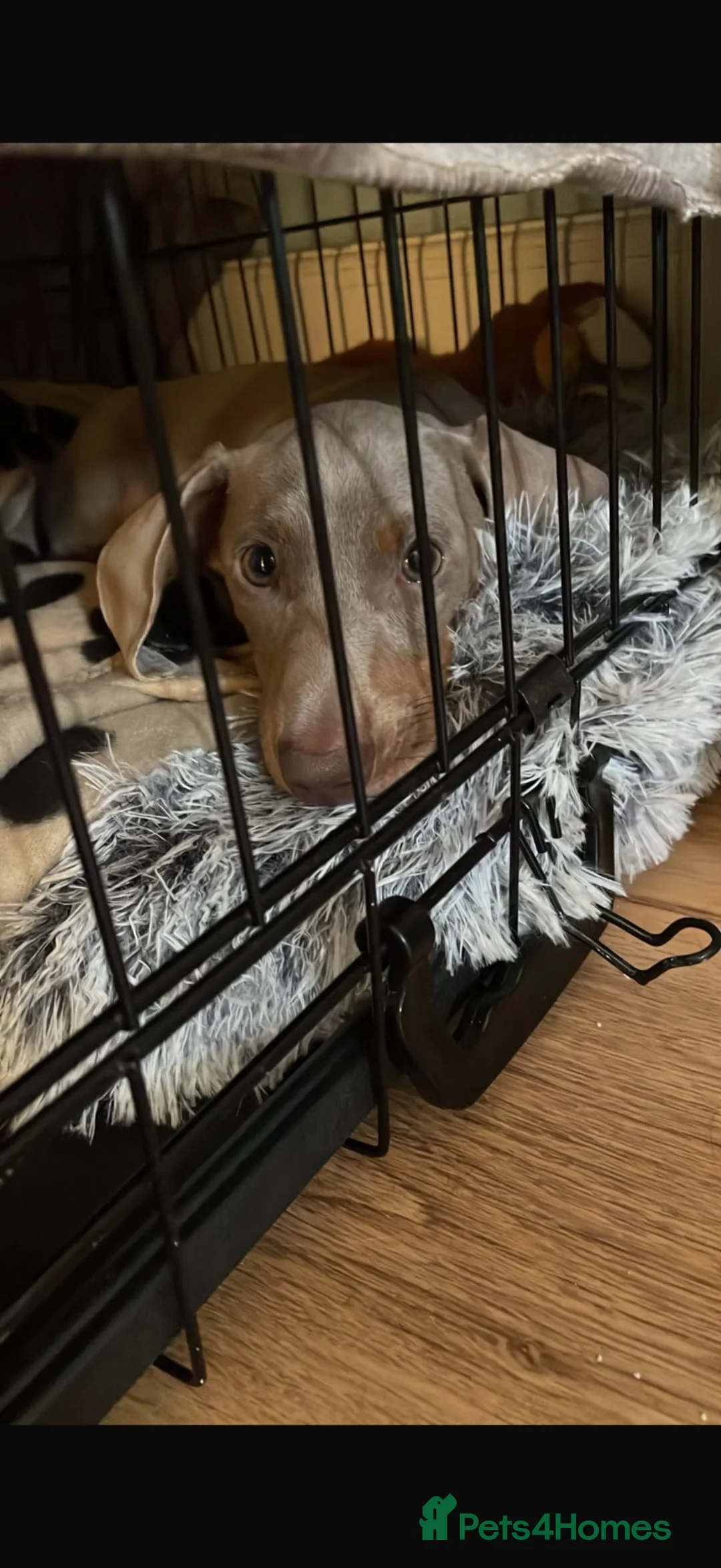 Dachshund dogs for sale: 3 month old Isabella tanned Dachshund  - Advert 3
