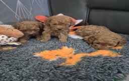 Miniature Poodle dogs for sale: KC Fox Red Miniature Poodle Boys - Image 6