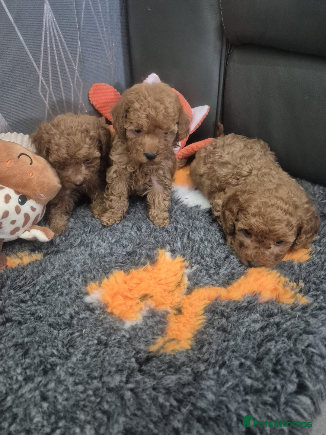 Miniature Poodle dogs for sale: KC Fox Red Miniature Poodle Boys - Image 6