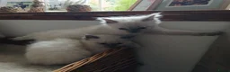 Ragdoll cats for sale: Blue point Ragdoll kittens  in Dingwall - Advert 9