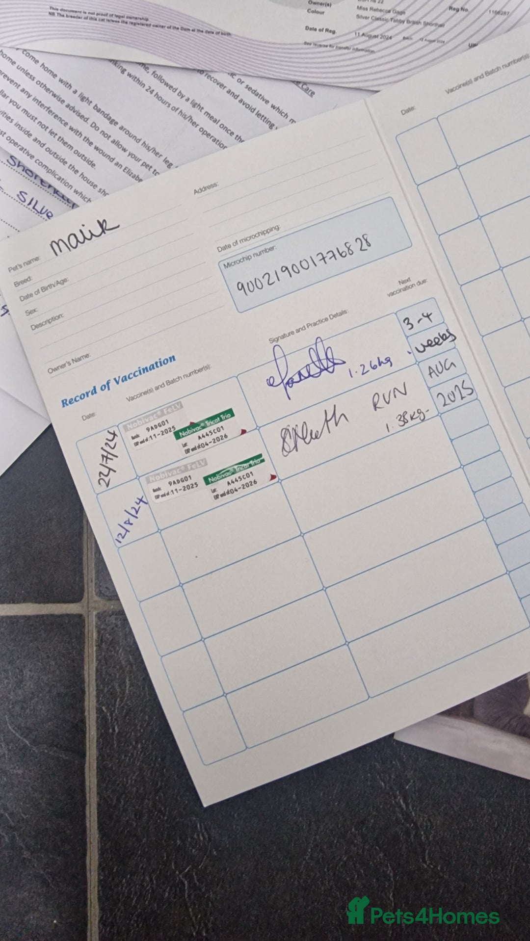 British Shorthair cats for sale: Silver Classic Tabby British Shorthair - Advert 7