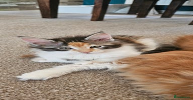 Maine Coon cats - Advert 13