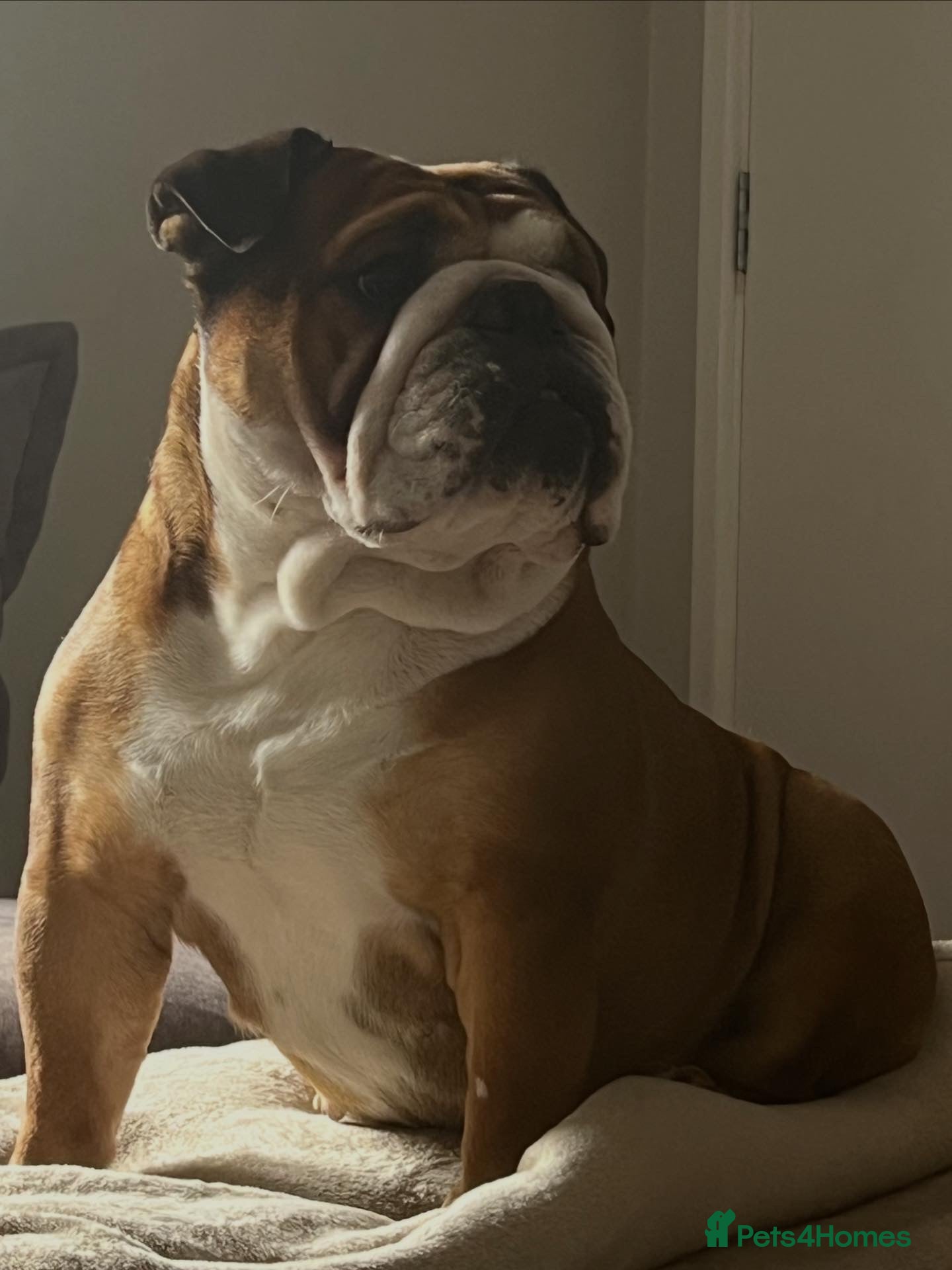 English Bulldog dogs English bulldogs  - Advert 1