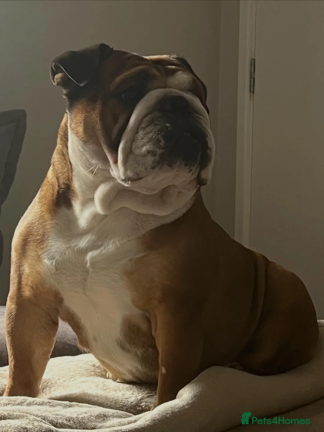 English Bulldog dogs for sale: English bulldogs  in Dover - Advert 1