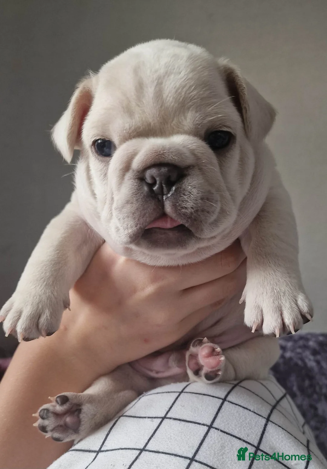 French Bulldog dogs for stud: Tiny 8kg Isabella and tan quad  - Advert 28
