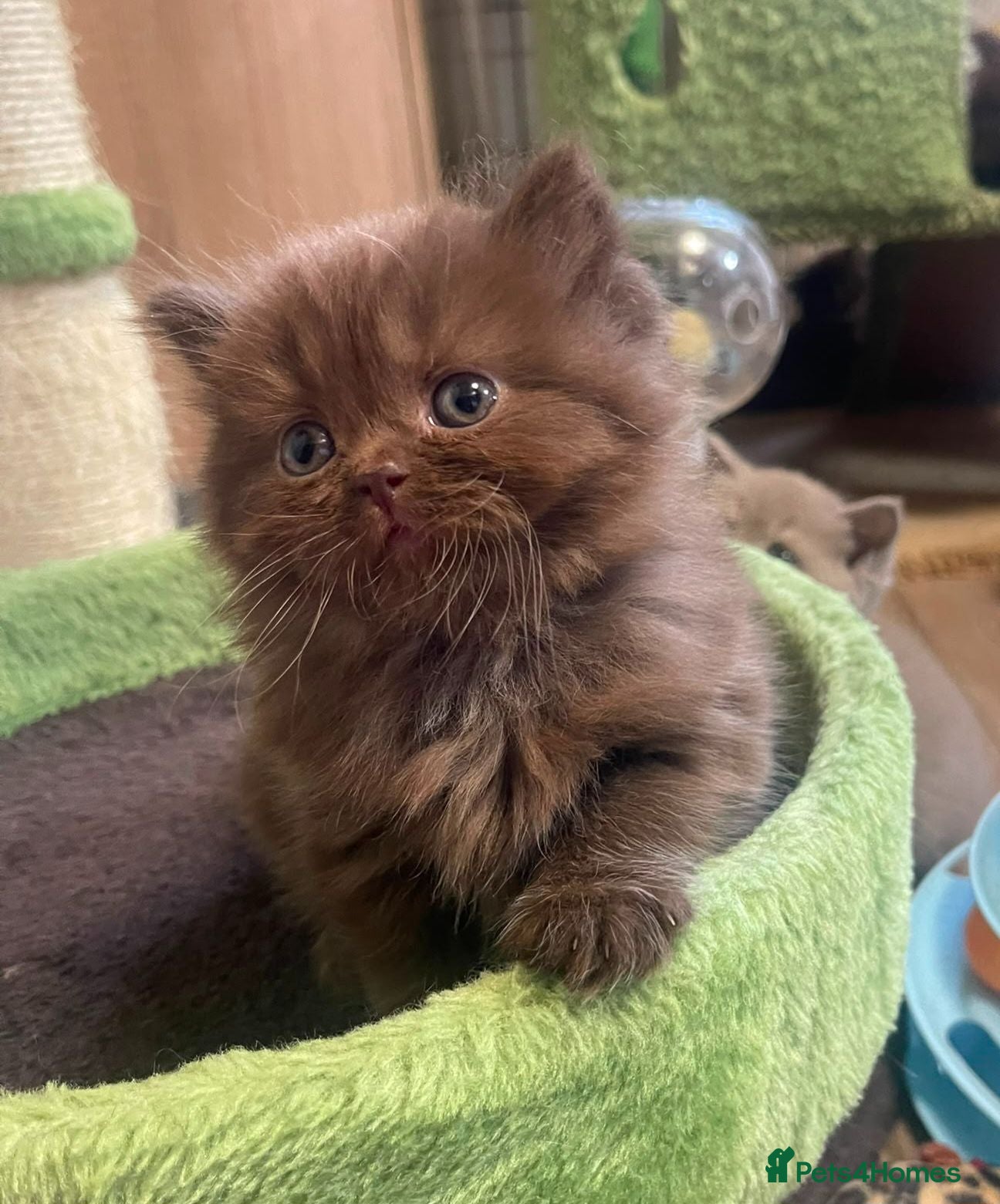 British Shorthair cats Chocolate  longhaired female kitten - Advert 2