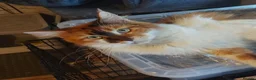 Ragcoon cats for sale: Ragcoon litter Ready in 1 week - Advert 2