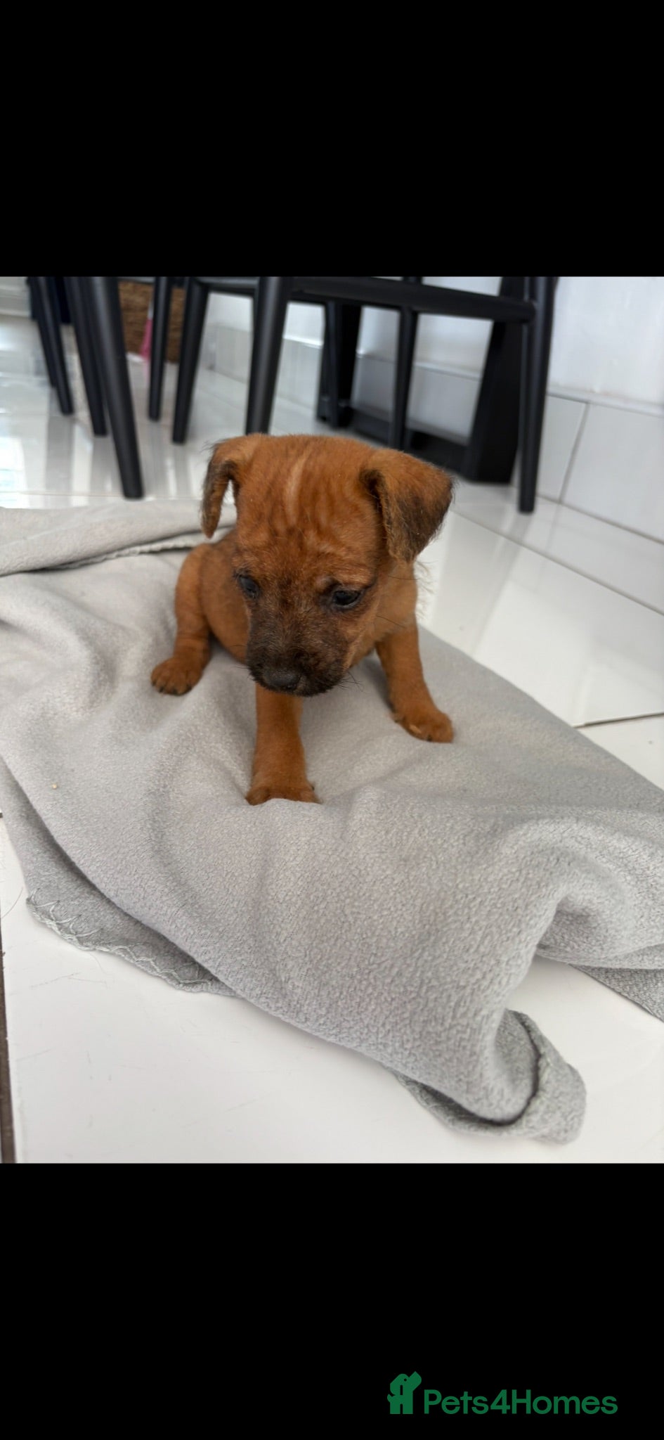Lakeland Terrier dogs Lakeland terriers  - Advert 3