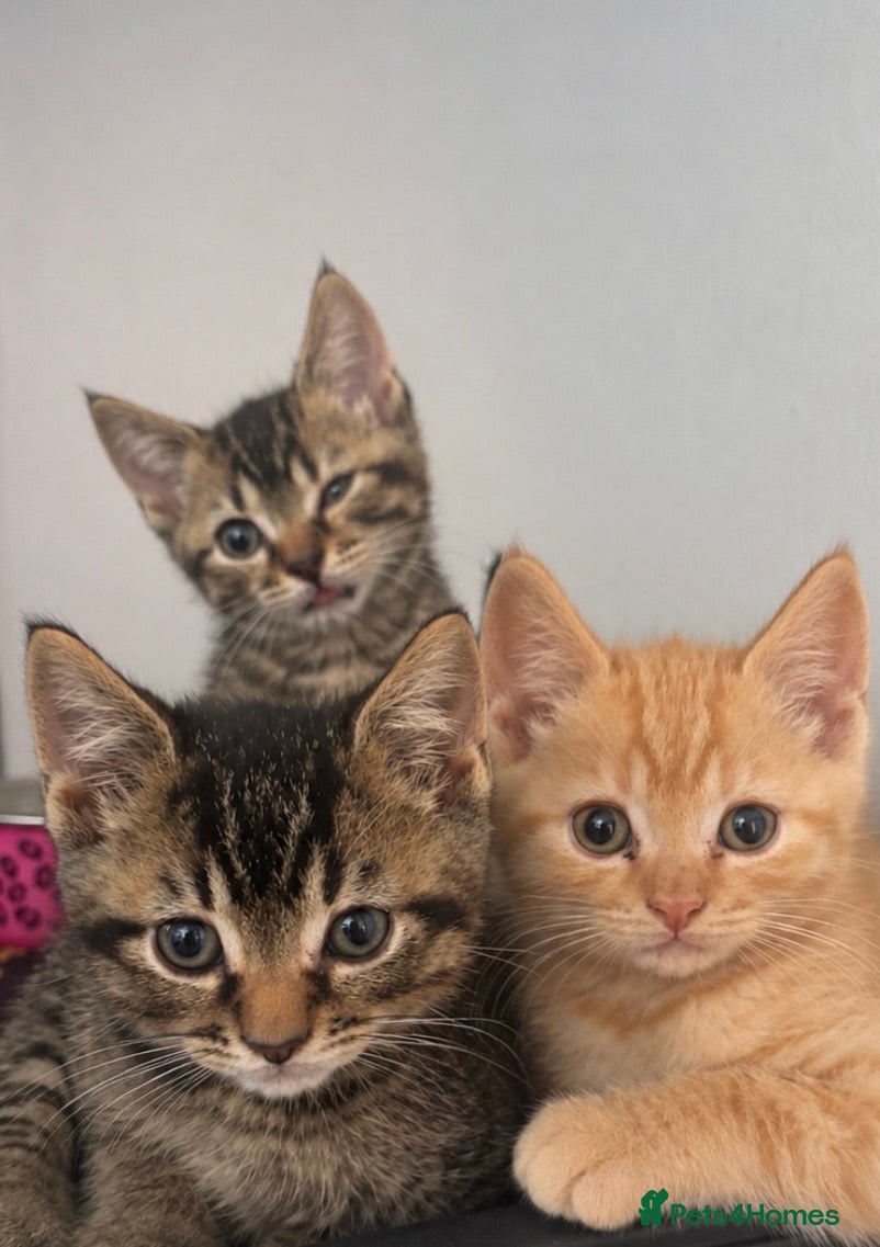 British Shorthair cats British Short hair cross  - Advert 8