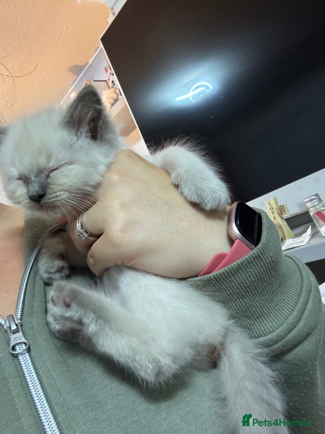 Ragdoll cats for sale: Stunning Ragdoll Kittens Ready to Go!!! - Image 30