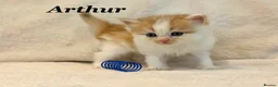 Persian cats for sale: Six absolutely stunning Persian Kittens - Advert 10