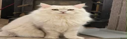 Maine Coon cats for sale: Beautiful Pedigree Kittens looking for Loving Home - Advert 2