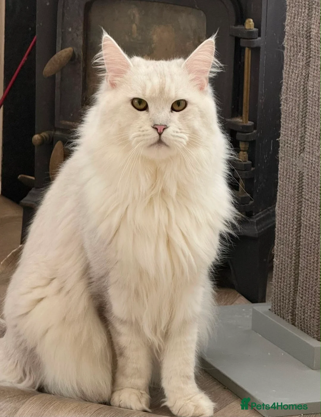 Maine Coon cats for sale: Beautiful Pedigree Kittens looking for Loving Home - Advert 2
