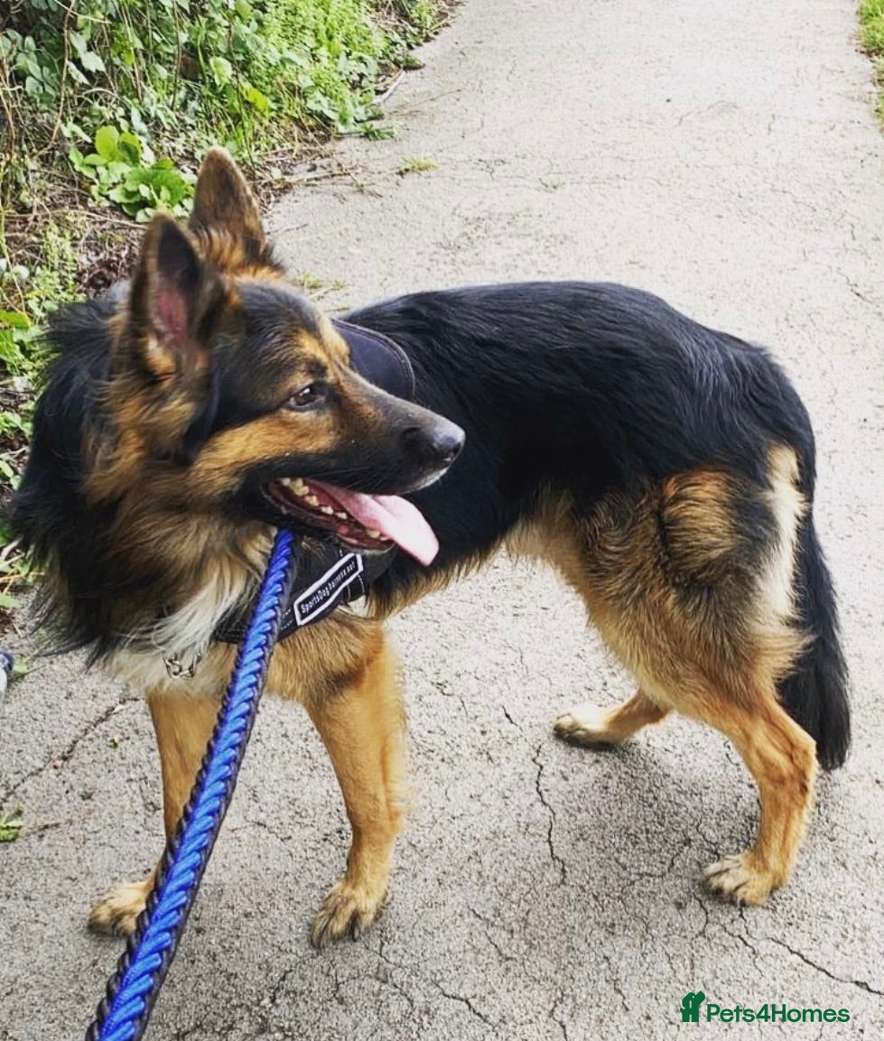 German Shepherd dogs German Shepard pups for sale - 2 boys 5 girls - Advert 2