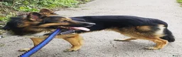 German Shepherd dogs for sale: German Shepard pups for sale - 2 boys 5 girls in Chesterfield - Advert 10