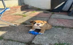 English Bulldog dogs for sale: READY NOW! vaccinated microchipped KC Bulldog pups in Rochford - Image 12