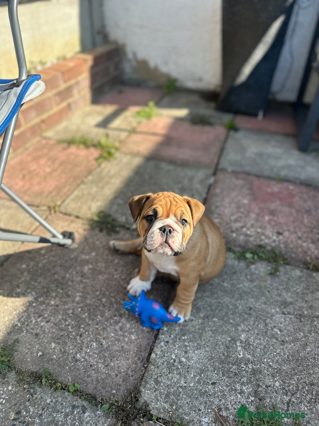 English Bulldog dogs for sale: READY NOW! vaccinated microchipped KC Bulldog pups in Rochford - Image 12