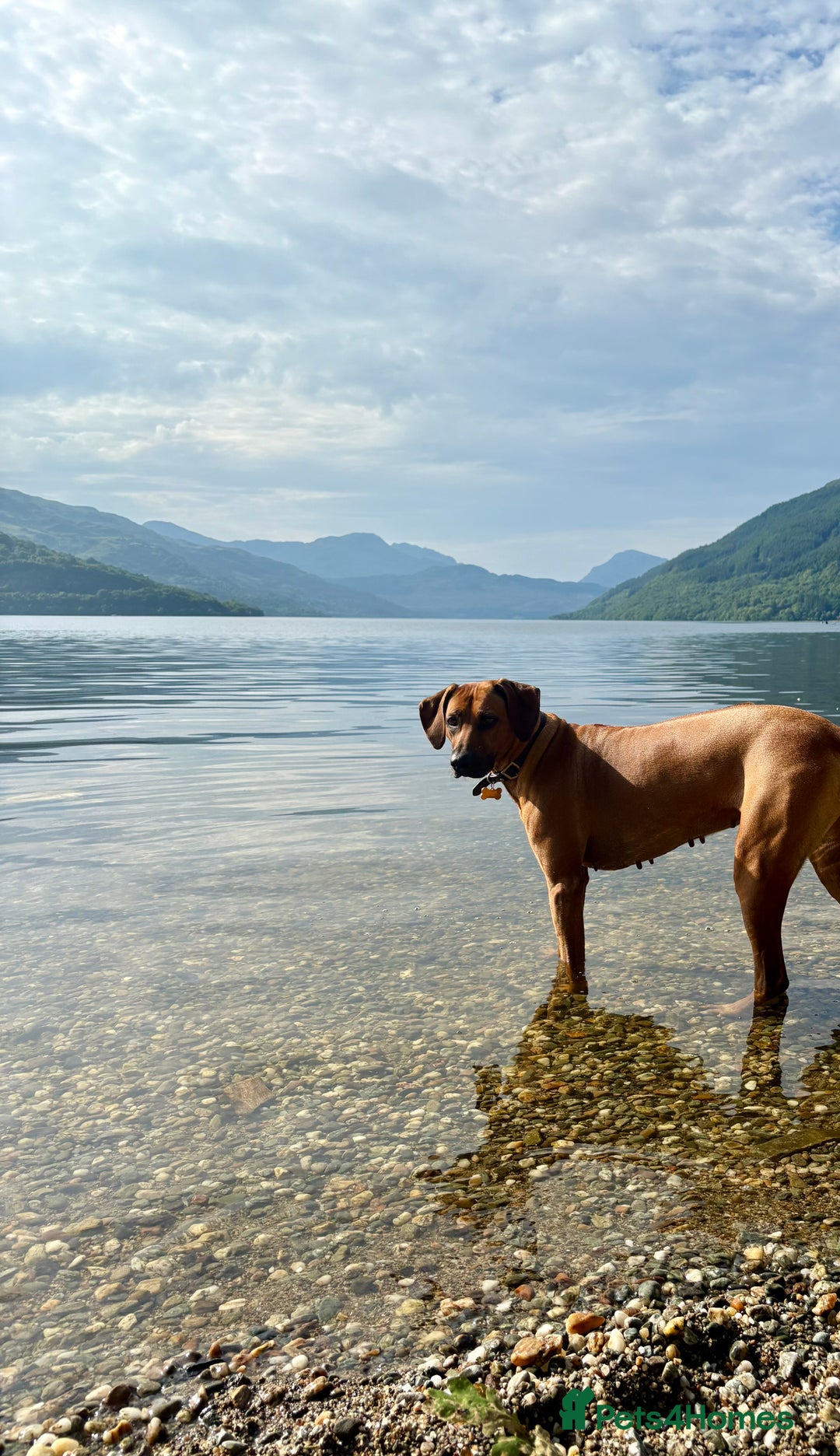 Rhodesian Ridgeback dogs for sale: Outstanding Rhodesian Ridgeback Puppies 🦁 - Image 16
