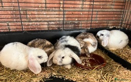 Mini Lop rabbits for sale: Mini Lop Baby Boys - Image 1