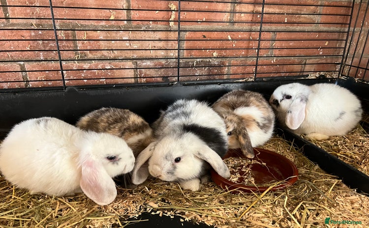Mini Lop rabbits - Advert 4