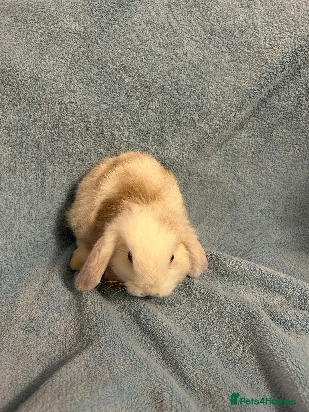 Mini Lop rabbits for sale: Mini Lop bunnies (3 Girls, 1 Boy) Ready to go - Image 10