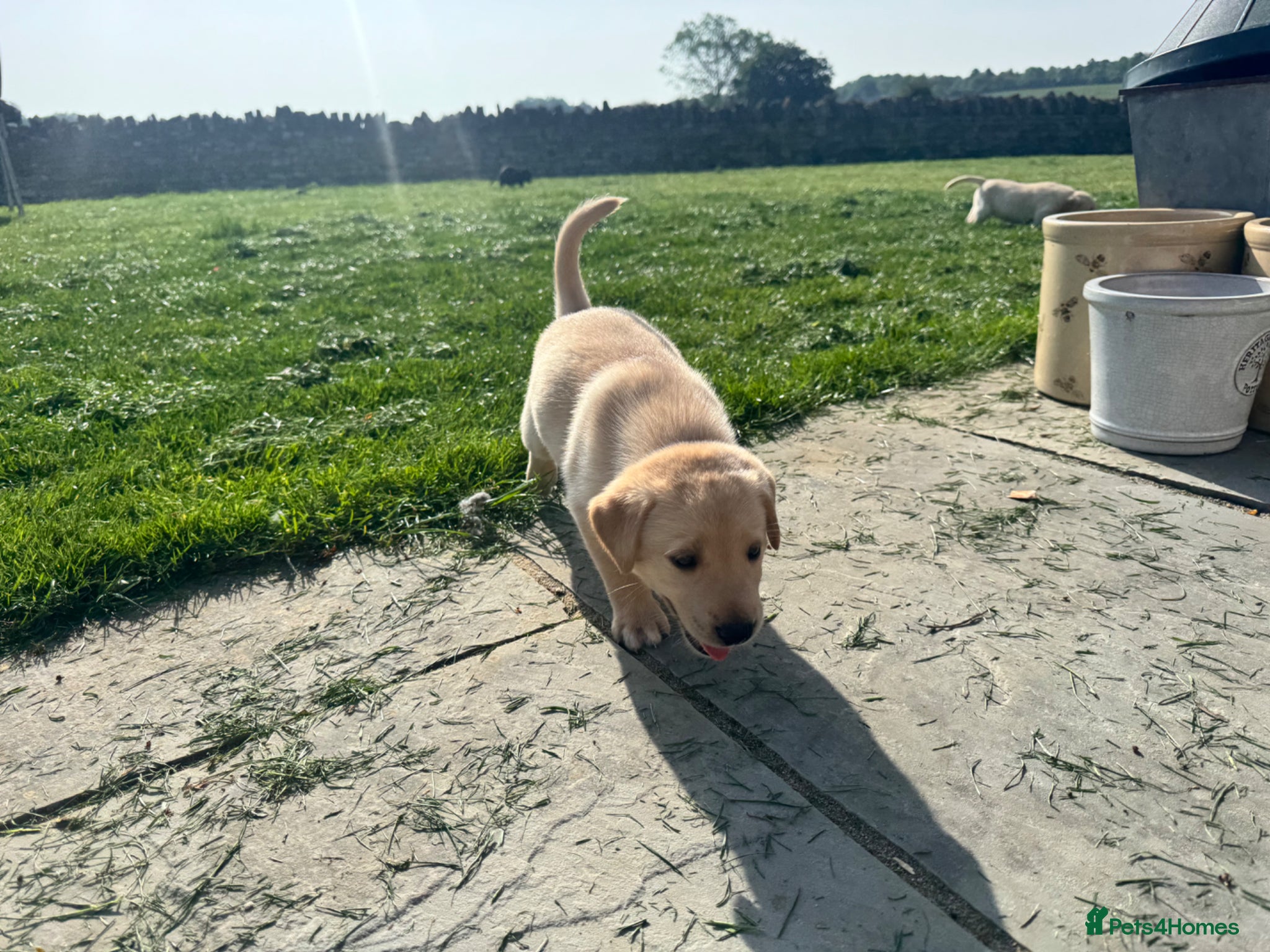 Labrador Retriever dogs KC Registered Working Labrador Pups  - Advert 2