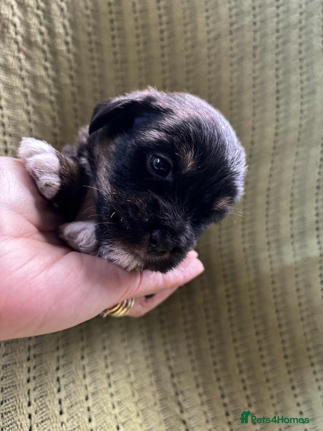Mixed Breed dogs for sale: Lhasa-JackRussell - Advert 3