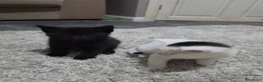 Mixed Breed Kitten 2