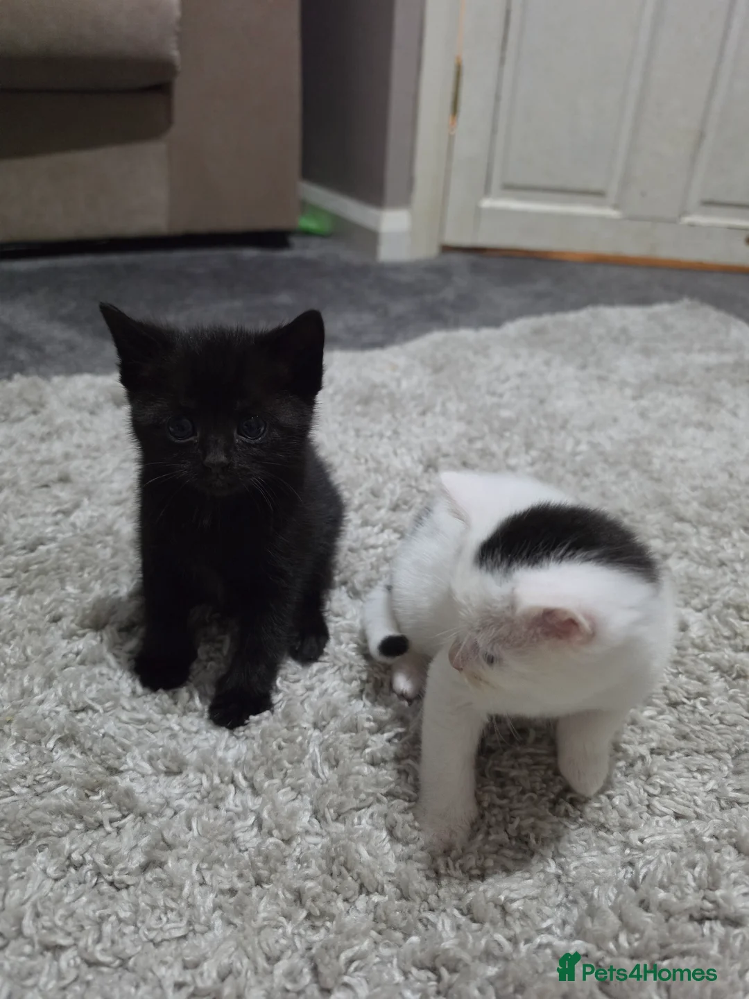 Mixed Breed cats for sale: Little bundles of fluff! - Advert 2