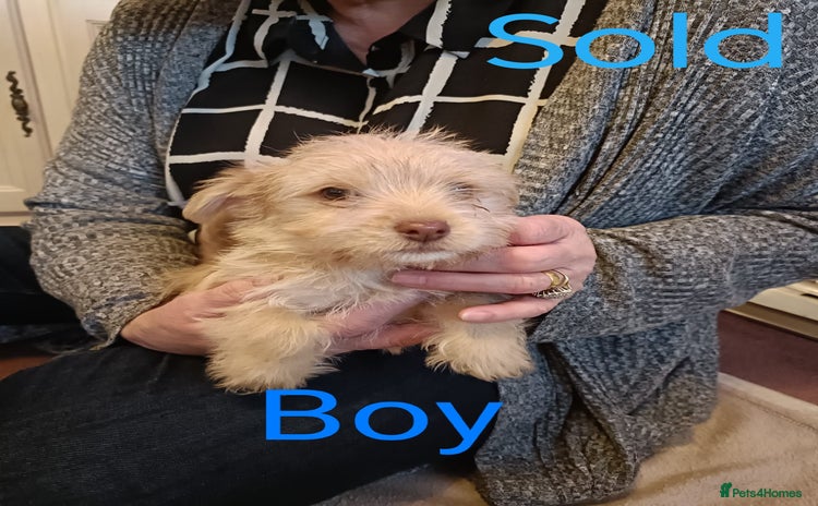 Norfolk Terrier dogs - Advert 1