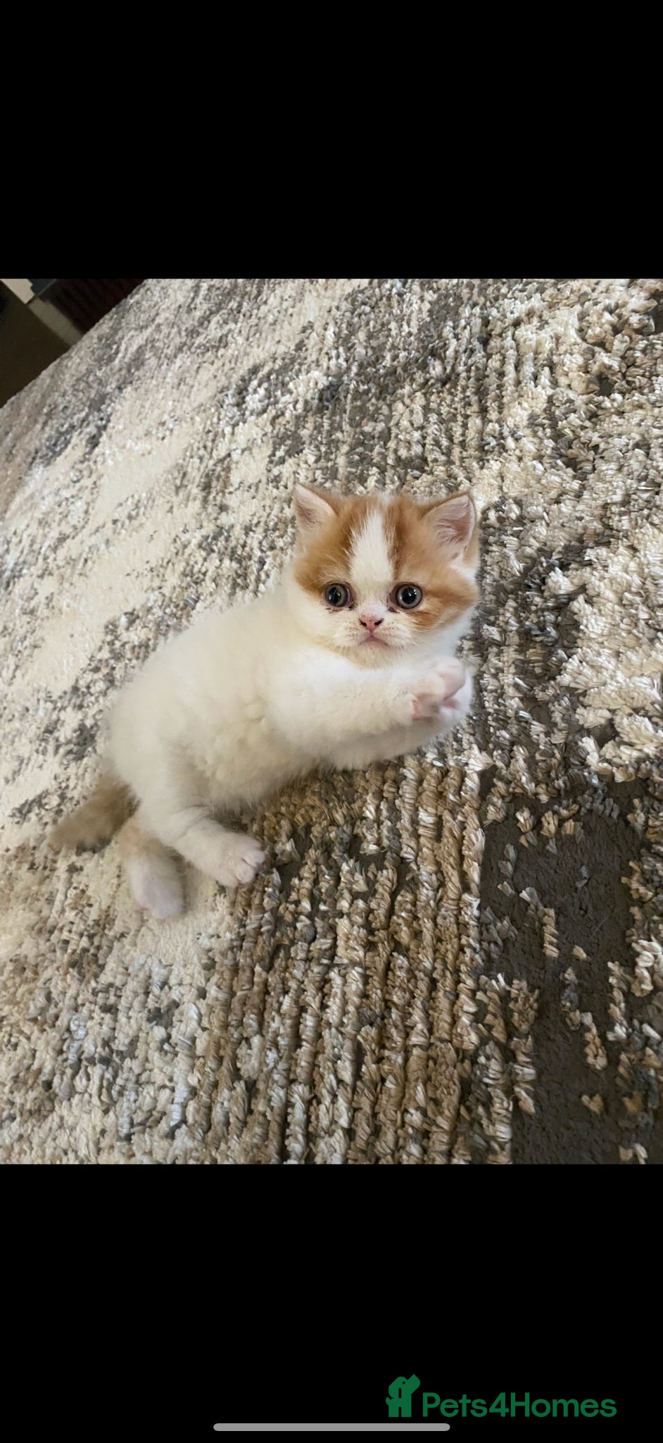 Exotic cats for sale: Male exotic shorthair kitten - Advert 5