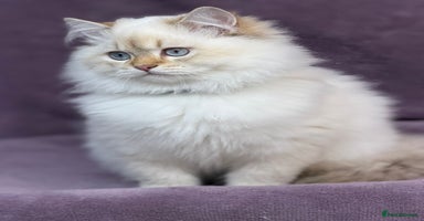 British Shorthair cats - Advert 5