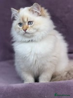 British Shorthair cats - Advert 5