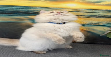 British Longhair cats British longhair golden point TICA  - Advert 10