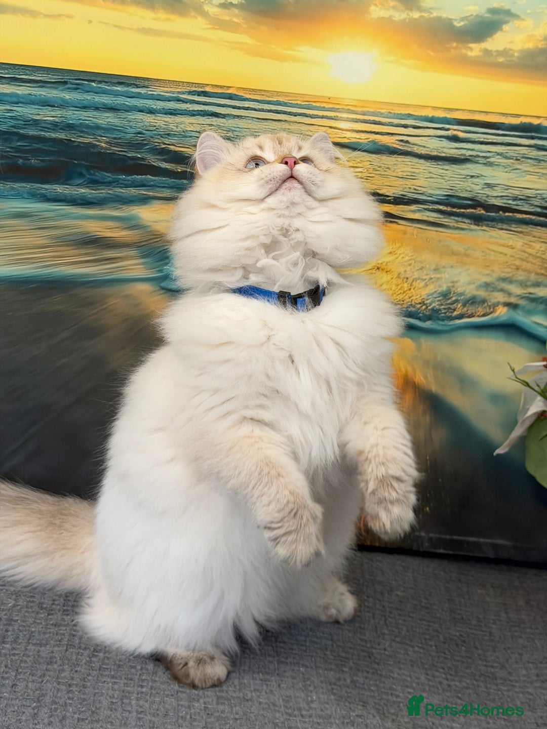 British Longhair cats for sale: British longhair golden point TICA  - Advert 4